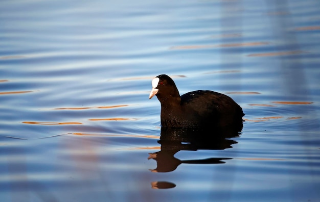 Photo coot swimming on a clear lake in sunshine