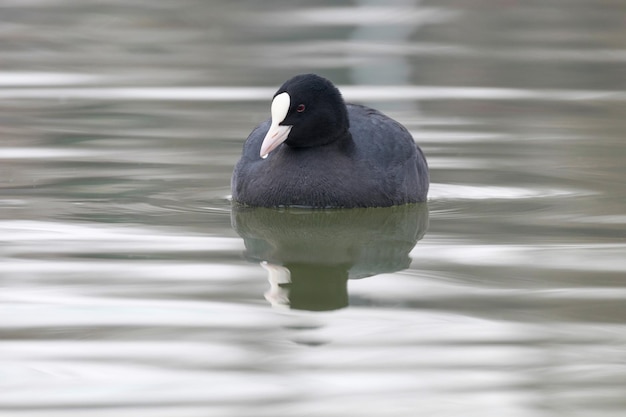 Лысуха для плавания (Fulica atra) Крупным планом Евразийская лысуха