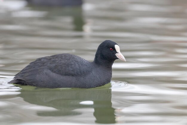 Лысуха для плавания (Fulica atra) Крупным планом Евразийская лысуха