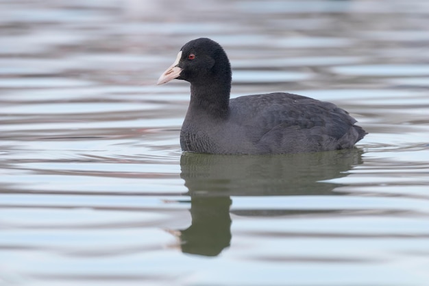 Лысуха для плавания (Fulica atra) Крупным планом Евразийская лысуха