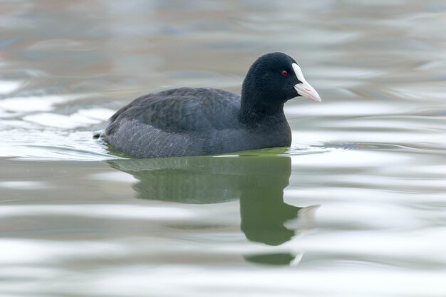 Лысуха плавание (Fulica atra) Крупный план Евразийская лысуха