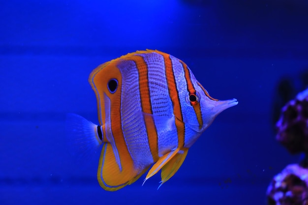 Copperband butterfly fish - Chelmon Rostratus