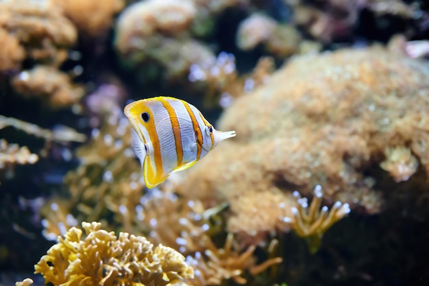 Copperband butterflyfish (Chelmon rostratus), ook bekend als de snavelkoraalvis, gevonden in de Stille en Indische Oceaan