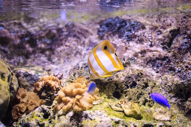 Copperband butterflyfish Thailand onderwater