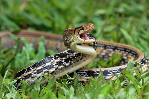 coelognathus radiatus를 공격할 준비가 된 구리머리 장신구 뱀