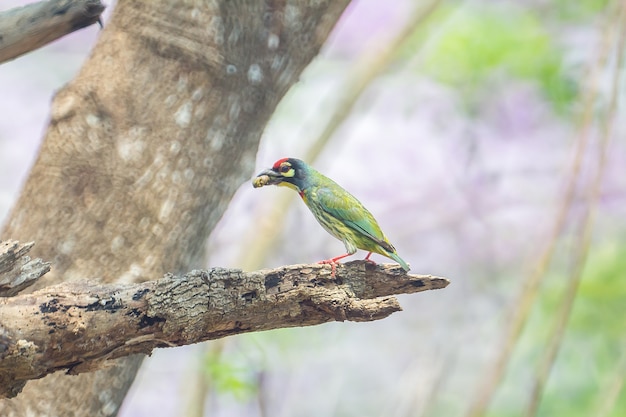 Coppersmith barbet bird feeding back to nest