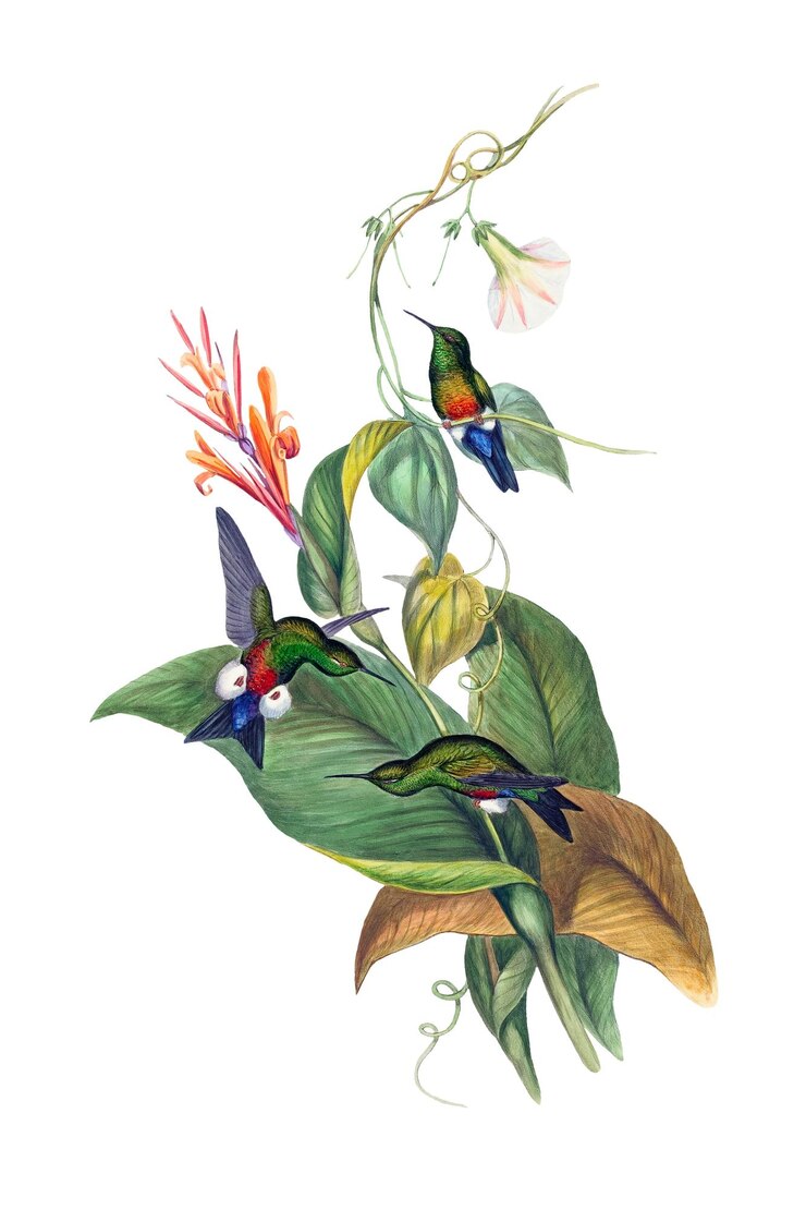 Photo copperyvented puffleg png bird sticker vintage animal illustration transparent background