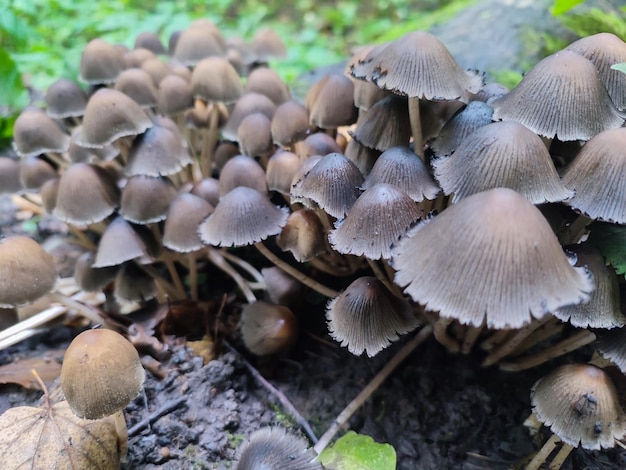 Coprinellus disseminatus-paddenstoelen of feeëninktkapje in het bos