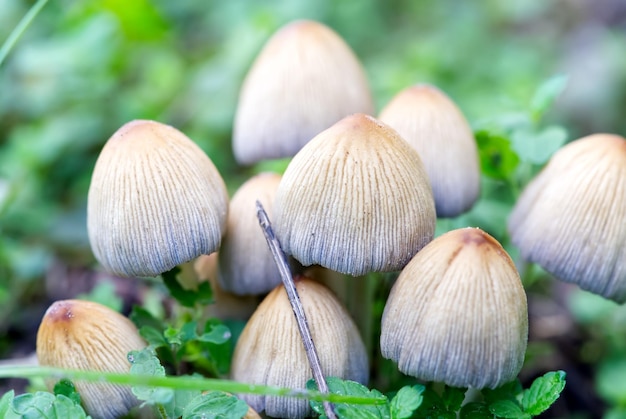 Coprinellus micaceus Coprinus micaceus, широко известный как дикие грибы Glistening Inkcap