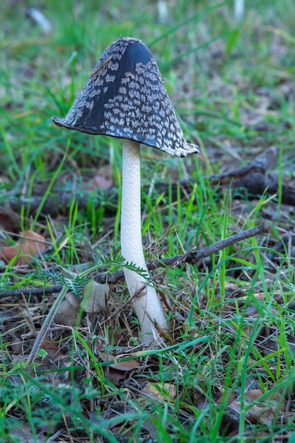 Coprinopsis picacea is een schimmelsoort uit de familie psathyrellaceae