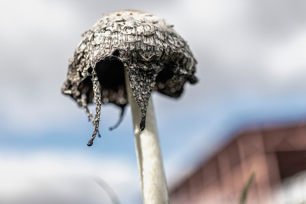 Coprinus comatus Coprinopsis atramentaria 가을 풀이 있는 잔디밭에서 자라는 버섯