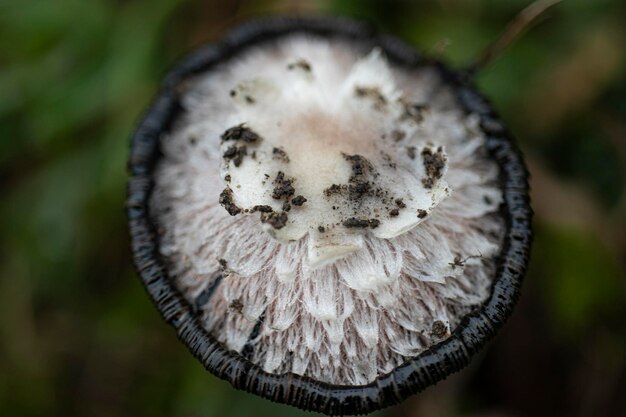 Coprinus comatus Coprinopsisatramentaria毛むくじゃらのキノコ秋の草のある芝生で育つキノコ露のある草自然の性質ぼやけた柔らかい秋の色選択的な焦点浅い深さ