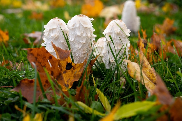 Photo coprinus comatus