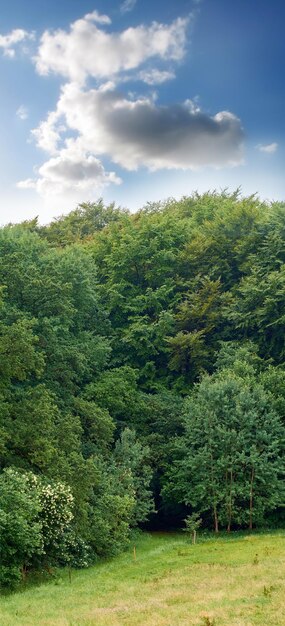 Copspace en schilderachtig landschap van een vredig groen veld met bewolkte blauwe hemelachtergrond Kalm en rustig landschap van een bos met weelderige bomen en planten in het voorjaar Adembenemende uitzichten in de natuur