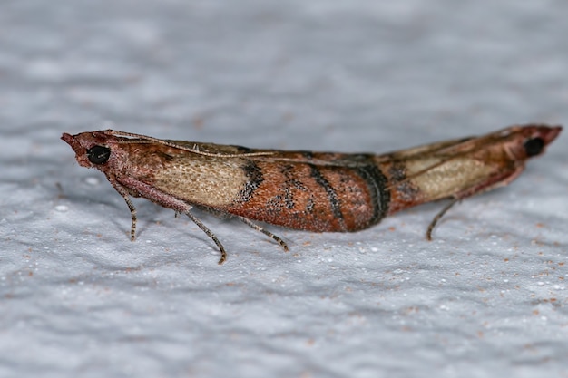 Photo copulation between two adults of the indian meal moth of the species plodia interpunctella