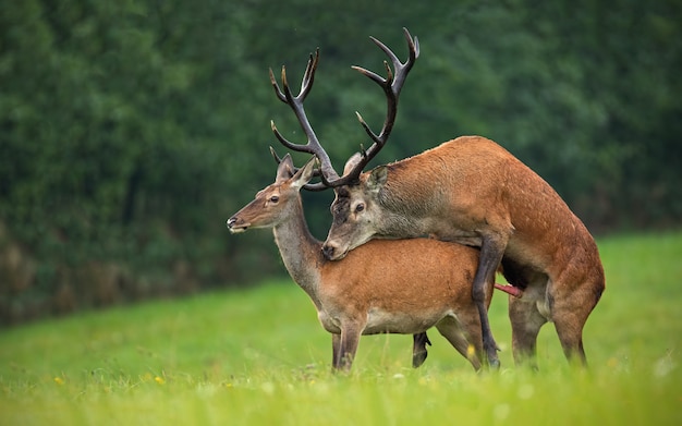 Copulerende edelherten, cervus elaphus, paar in autmn.