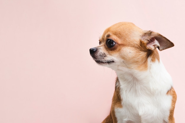 Copy space background with portrait of a chihuahua dog