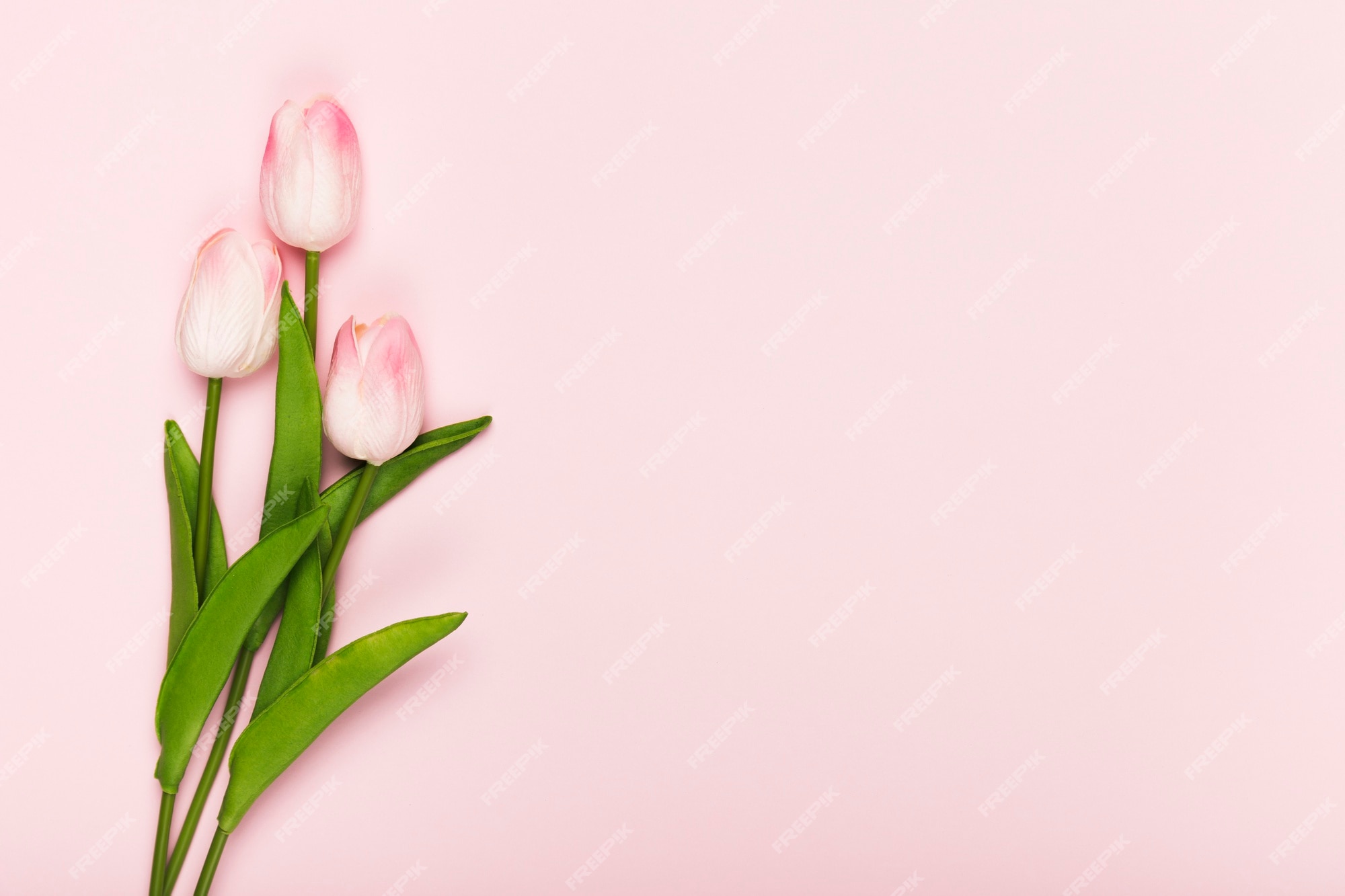 Premium Photo | Copy-space blooming tulips on pink background