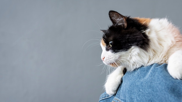 Foto copia-spazio gatto sulla spalla della donna