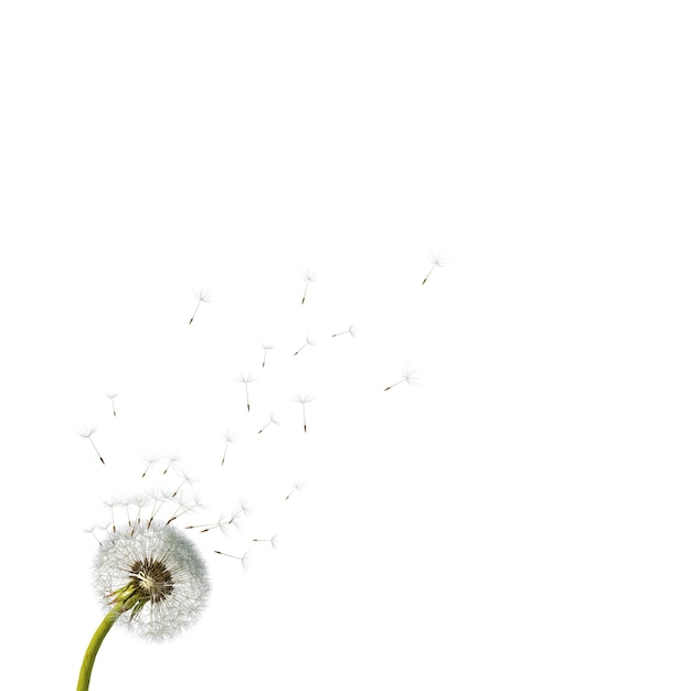 Copy space of dandelion flower