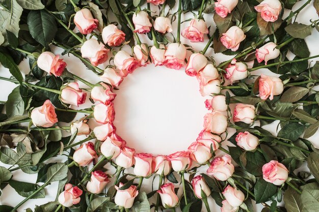 Copy space frame of pink rose flowers on white