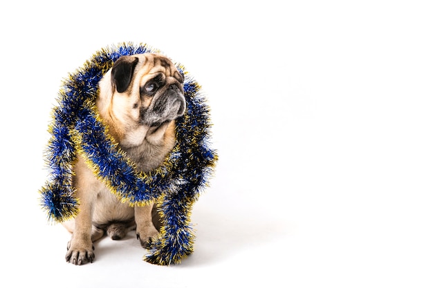 Copy-space hond met kerstversiering op zijn nek