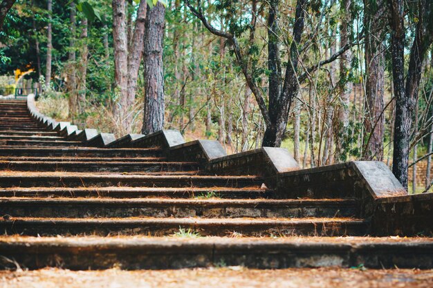 Copy space lifestyle nature green brown long high old wide\
staircase low parapet in pine trees forest park vintage effect step\
symbol upward to new achievements way path route track\
progress