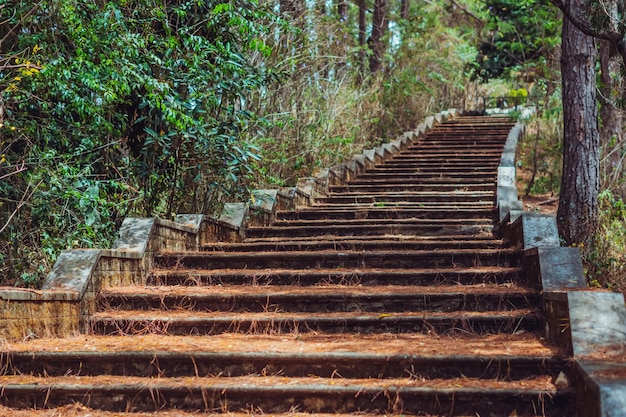 Copy space lifestyle nature green brown Long high old wide staircase low parapet in pine trees forest park Vintage effect Step symbol upward to new achievements Way path route track progress