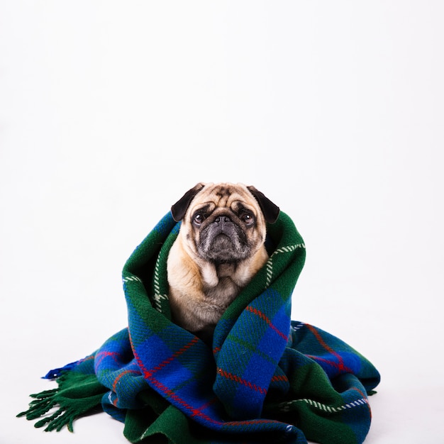 Foto cane adorabile di copia-spazio coperto di coperta blu