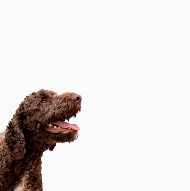 Copy-space poodle with open mouth