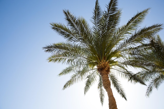 Copia lo spazio della palma tropicale con la luce del sole sullo sfondo del cielo.