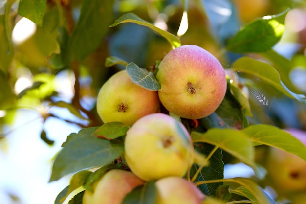 화창한 날 지속 가능한 과수원의 나무에서 사과가 자라는 공간 복사 수확을 위해 재배되는 잘 익고 육즙이 많은 과일 번성하는 녹색 정원에서 자라는 신선하고 유기농 사과