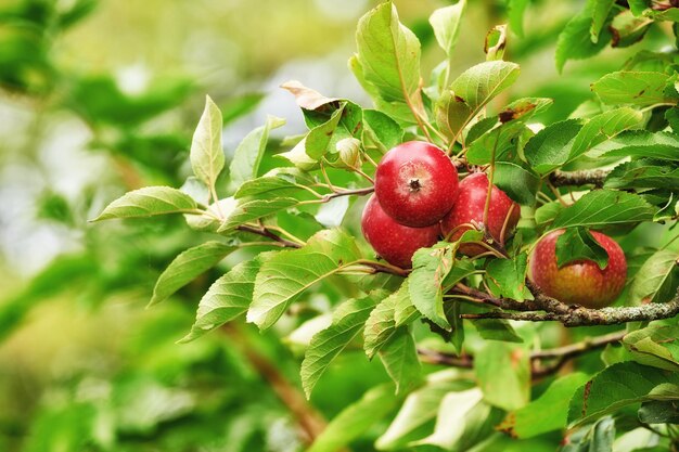 Copy space with red apples growing on trees in an orchard outdoors Closeup of a fresh bunch of raw fruit being cultivated and harvested in a garden Organic and delicious produce ready to be picked