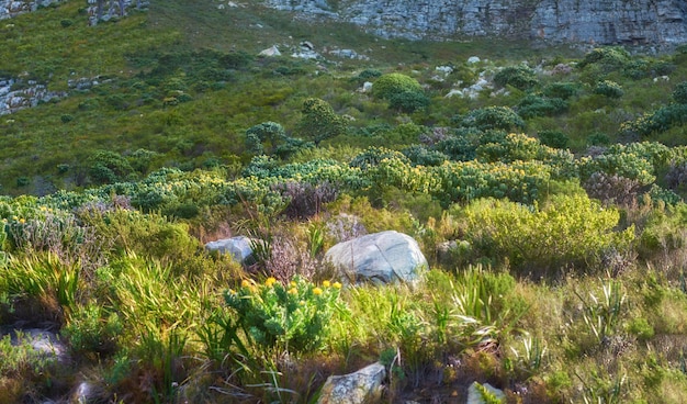 Copyspace met schilderachtige landschapsmening van grasstruiken en struiken die groeien in een afgelegen wandelpad van de Tafelberg in Kaapstad, Zuid-Afrika Weelderige groene vegetatie die groeit op een natuurreservaat