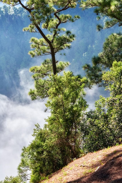 Copyspace and scenic landscape of foggy pine forests in the mountains of La Palma Canary Islands Spain Forestry with view of a steep hill covered in green vegetation and shrubs during summer