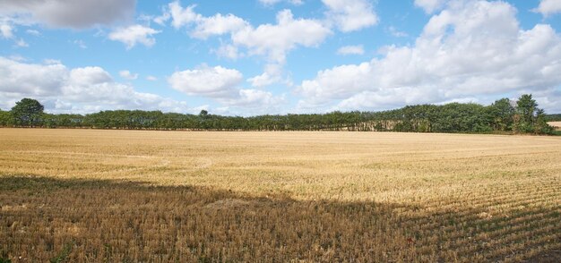 Copyspace with wheat growing on a rural farm for harvest in the countryside with cloudy sky background Scenic landscape of ripening rye and cereal grain cultivated on a field to be milled into flour