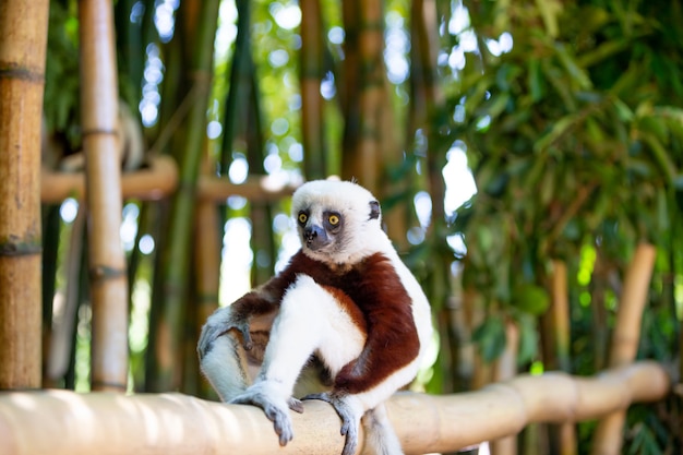 마다가스카르 섬의 국립 공원에있는 자연 환경의 Coquerel Sifaka.