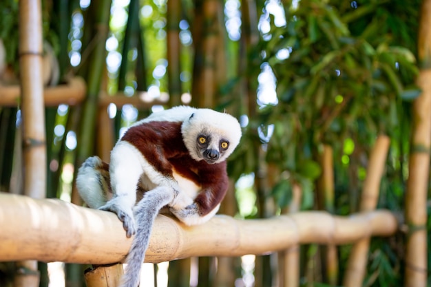 마다가스카르 섬의 국립 공원에있는 자연 환경의 Coquerel Sifaka.