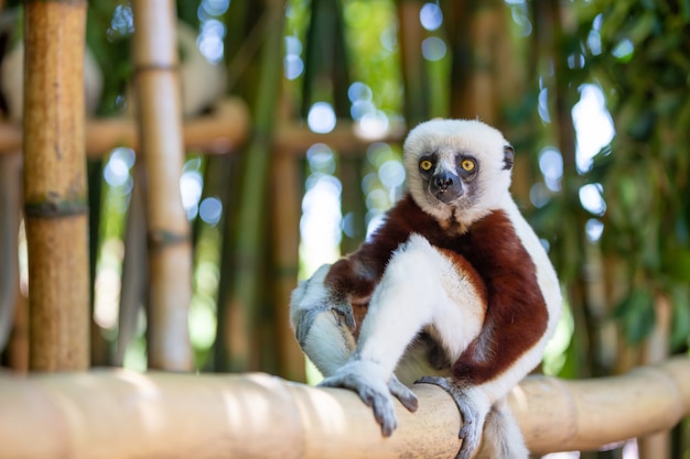 마다가스카르 섬의 국립 공원에있는 자연 환경의 Coquerel Sifaka.