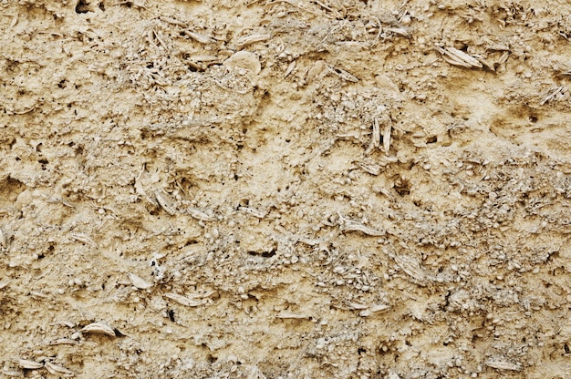 Coquina texture