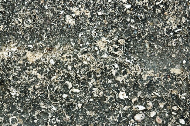 Coquina texture