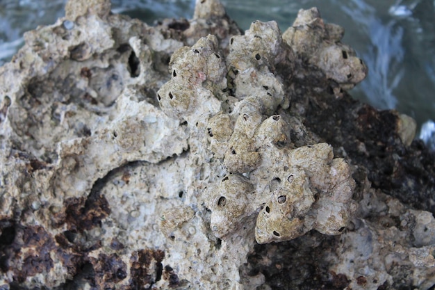 Coral, ammonium stone close-up