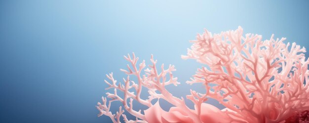 Photo coral background image for design or product presentation with a play of light and shadow in light blue tones ar 52 v 52 job id efe6a5e02c59476a8ed68a7637ba8456