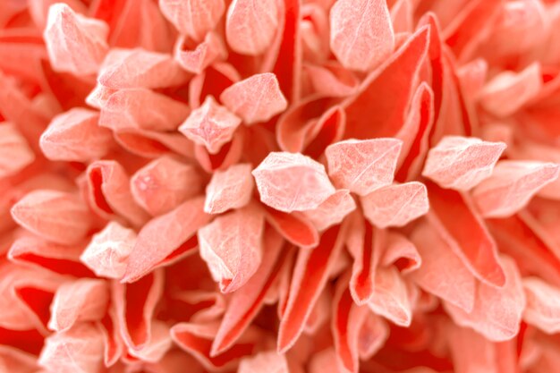 Coral background.Nature concept,trend of the  colors for this season 