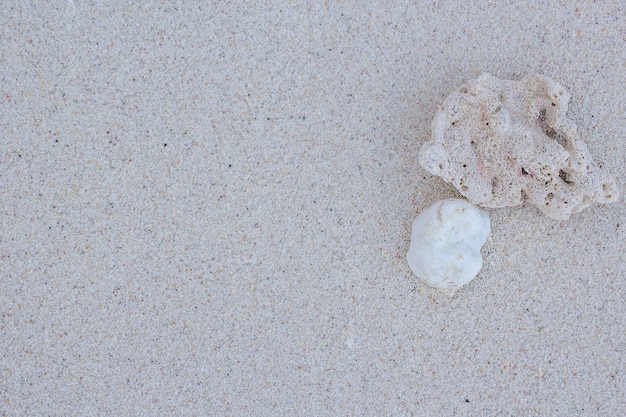 Coral on a beach background.