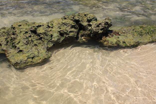 Коралл на пляже