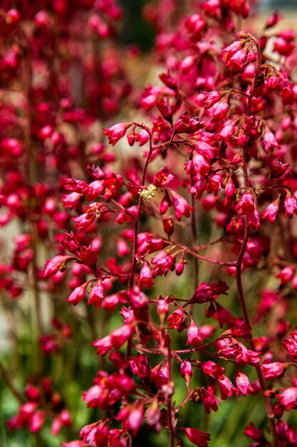 Coral bells flowers in the field