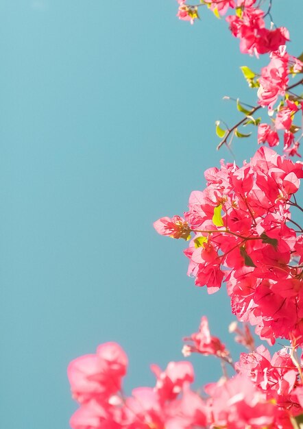 Coral blooming flowers and blue sky feminine style background