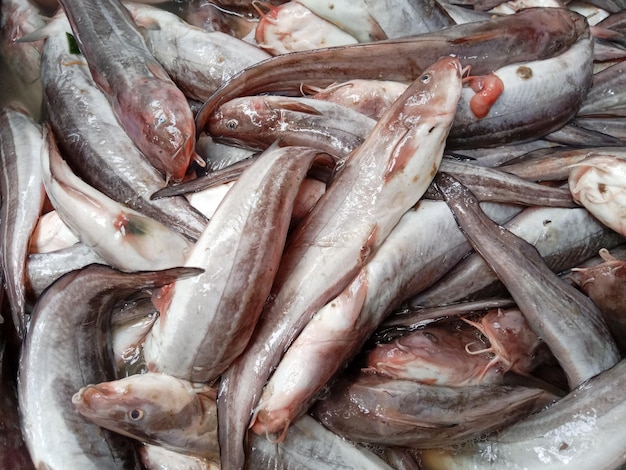 산호 메기 또는 줄무늬 장어 메기(Plotosus lineatus). 판매를 위한 시장에 산호 메기입니다.