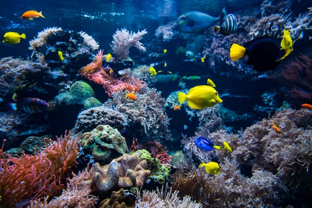 Photo coral colony and coral fish underwater view